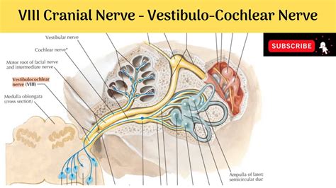 Viii Cranial Nerve Vestibulo Cochlear Nerve Components Peripheral And Central Connections