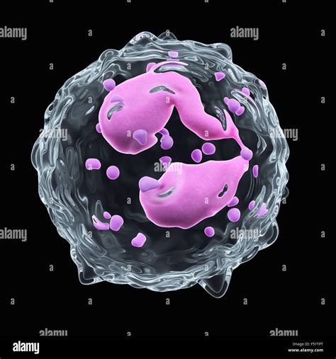 Eosinophil Hi Res Stock Photography And Images Alamy