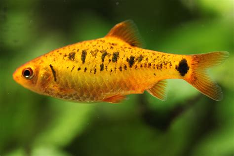 Fileaquarium Fish