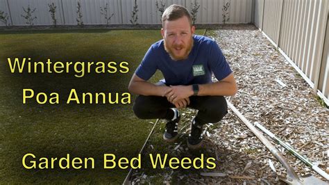 Getting Rid Of Poa Annua Wintergrass And Killing Weeds In My Garden