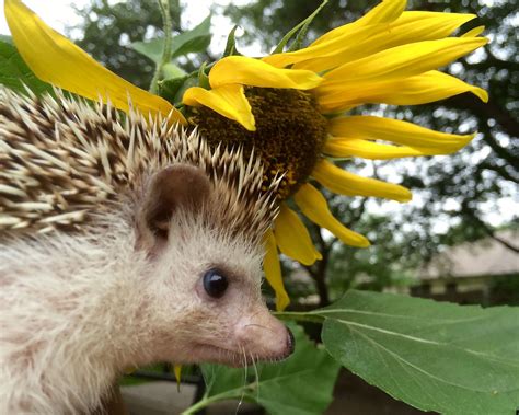 Annoyed By Sunflowers Pygmy Hedgehog Cute Hedgehog Hedgehog