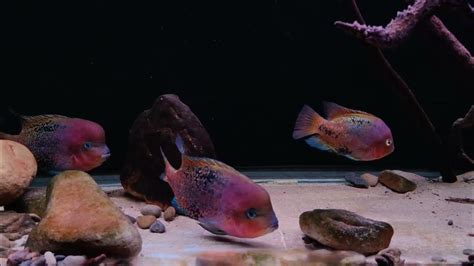 紫紅火口慈鯛魚缸 Vieja Synspilum Vieja Melanurus Redhead Cichlid Tank Youtube