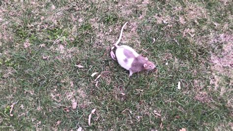 Rats Jumping Around In The Grass Youtube