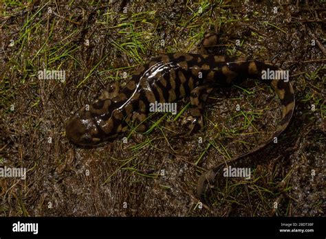 Jefferson Salamanders Hi Res Stock Photography And Images Alamy
