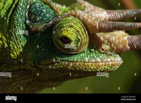 Close Up Portrait Detail Of A Male Jacksons Chameleon Trioceros Jacksonii Showing Its Horns