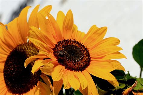 Girassol Uma Bela Flor Que Inspira Felicidade Blog De Giuliana Flores