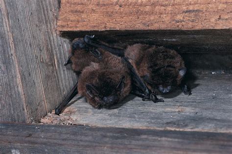 Bats are mammals in the order chiroptera. Bat Remediation: What To Do When You Have a Bat ...