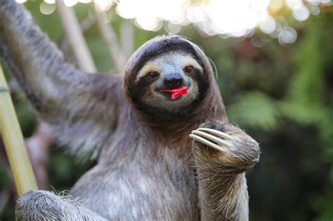 Happy Sloth Eating Hibiscus Flowers Stock Photo Download Image Now