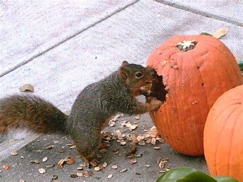 They snack on seeds, nuts and lots of different legumes also. Squirrel eating pumpkin | Our Mr. Potato Head pumpkins ...