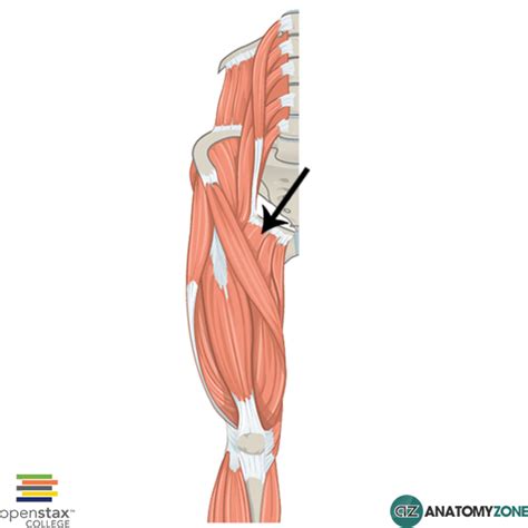 Pectineus • Muscular, Musculoskeletal • AnatomyZone