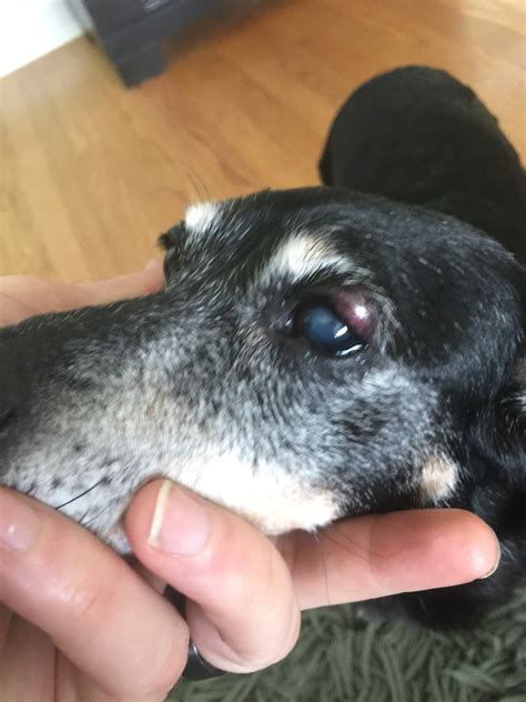 My 15 Year Old Dog Has A Swollen Part And Redness On Her Upper Eyelid