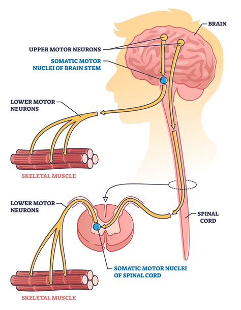 Neurone Moteur Fonction Types Et Structure MentorShow