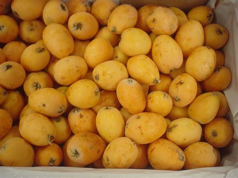 Love These Nespoli Loquats Fruits Tangy Citrussy Fruits Common In