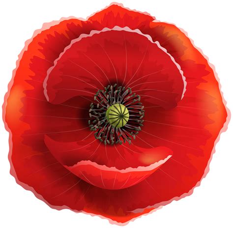 Poppy Flower Png Poppy Flower Png Transparent Free For Download On