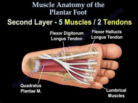 Tendinous, ligamentous, and muscle abnormalities. Dashboard