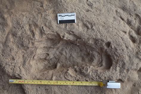 15 Million Year Old Footprints Reveal Human Ancestor Walked Like Us