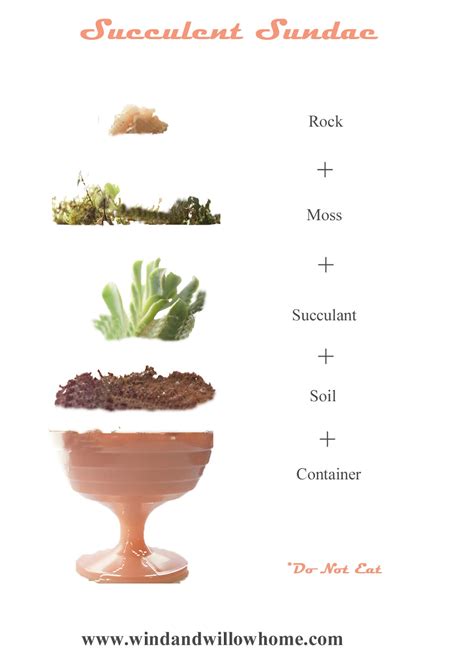 Wind And Willow Home Plant Project Succulent Sundae