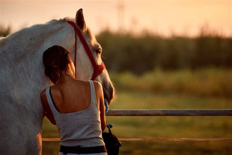 Can Horses Have Feelings For Humans Mystart