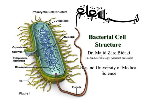 3 Characteristics Of Gram Negative Bacteria Cell Wall
