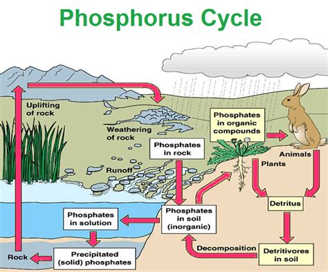 Phosphorus Cycle Diagram And Explanation