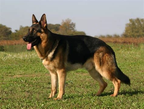 The German Shepherd A Legendary Breed K9 Web