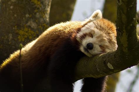 9 Things The Internet Didnt Teach You About Red Pandas