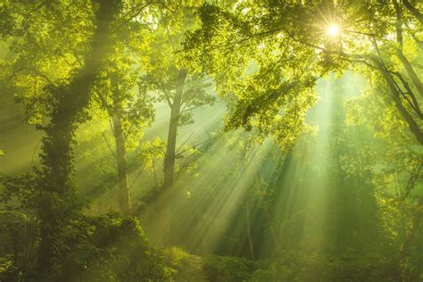 Green Forest Sunlight Ekstraordinært Fototapet Photowall