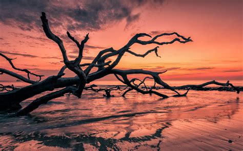 Sunset Red Sky Sea Beach Cial Tree Branches Beautiful Hd Wallpaper