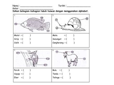 Bahasa inggeris, bank soalan bahasa inggeris, soalan bahasa malaysia tahun 3, soalan bahasa inggeris tahun 4, soalan bahasa tinta cikgu riezan: Soalan Bahasa Inggeris Prasekolah 6 Tahun - Apk Apk q