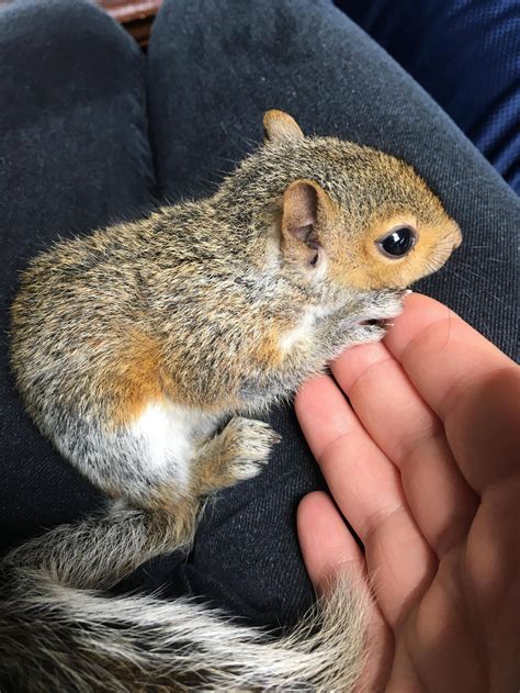 Found A Baby Squirrel Aww