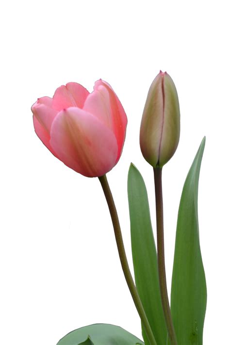 Download Tulip Bud Hq Png Image Freepngimg