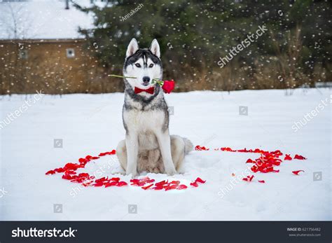 Dog Husky Butterfly Rose His Mouth Stock Photo 621756482 Shutterstock