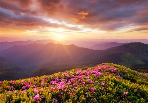 A Blossoming Field In The Mountains Summer Landscape During The Sunset