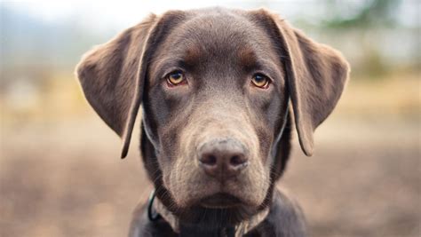 Dogs Can Process Faces Science Says American Kennel Club