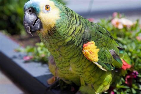 Interesting Amazon Parrot Facts