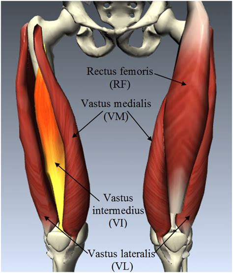 Anatomy Of Quadriceps Femoris Muscle Group Which Includes Rectus Download Scientific Diagram