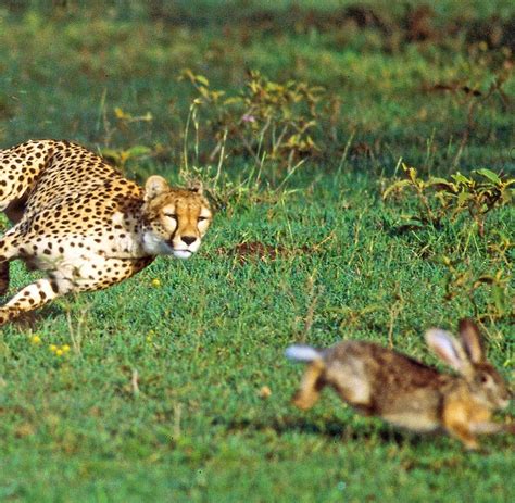 Die 6 raubkatzen costa ricas. Energiehaushalt : Was Geparden und Pumas die meiste Kraft ...