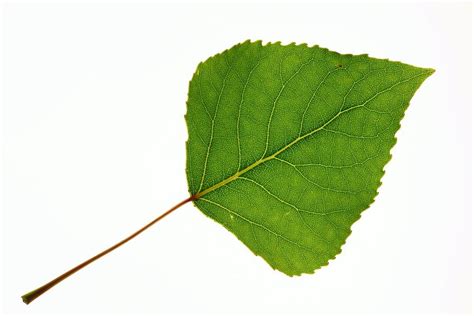 Quaking Aspen Populus Tremuloides Leaf Photograph By Bjorn Svensson