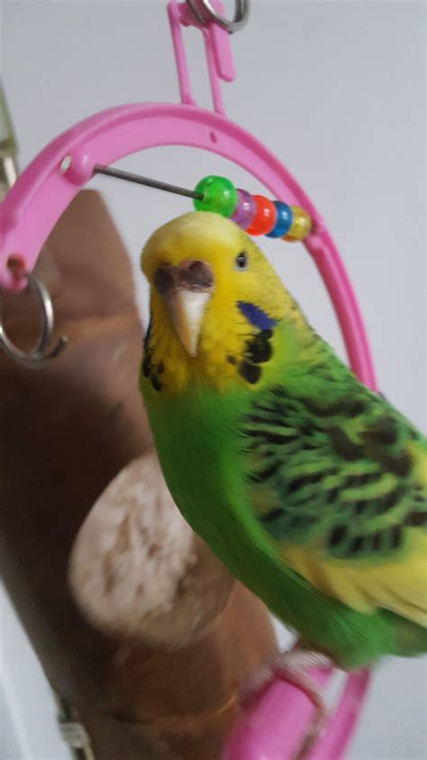 Budgie Rainbow Budgie Pictures Budgie Community Forums