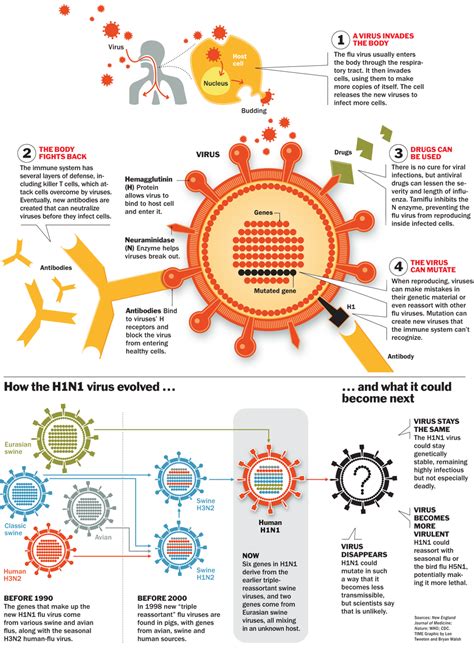 A recent study from yale. How the Swine Flu Virus Works - TIME
