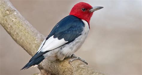 Red Headed Woodpecker Identification All About Birds Cornell Lab Of