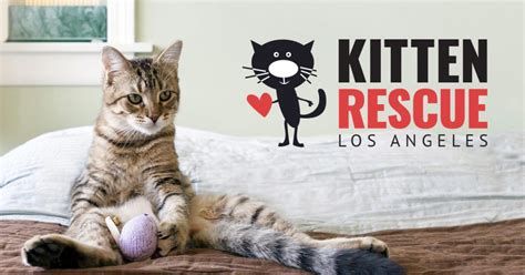 I have also rescued many stray cats and given them homes. Kitten Rescue • Los Angeles