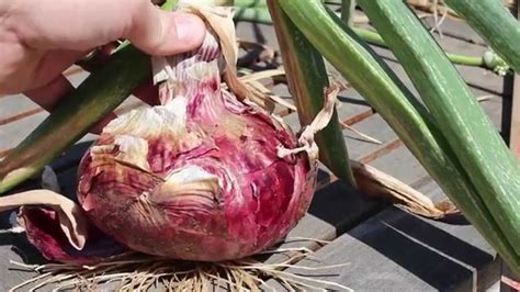 Harvesting Red Onions And Raised Bed Garden Update 5 26 14 Youtube