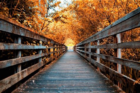 Nature Landscape Fall Road Trees Walkway Wooden Surface Leaves