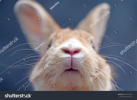 Closeup Tan White Rabbits Nose Against Stock Photo 1957667875