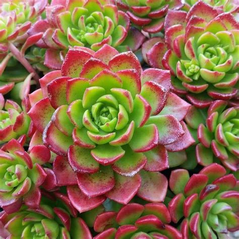 5 Beautiful Succulents With Red Flowers Red Succulents Succulents