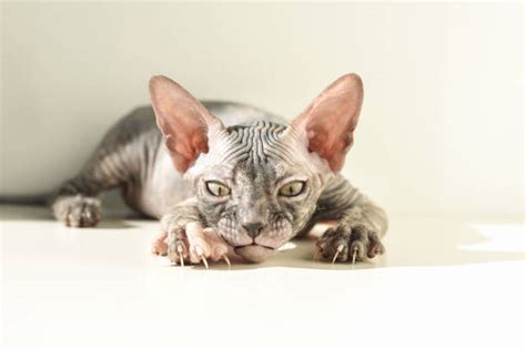 White Sphynx Cat Stock Photos Pictures And Royalty Free Images Istock