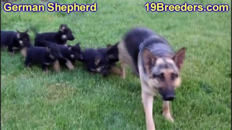 Subcultural formation, craigslist , and. German Shepherd, Puppies, Dogs, For Sale, In Chicago, Illinois, IL, 19Breeders, Rockford ...
