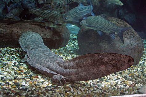 Largest Amphibian And Salamander