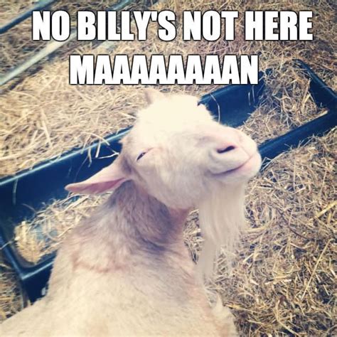 51 Funniest Goat Memes Photos Pictures Images And S Picsmine